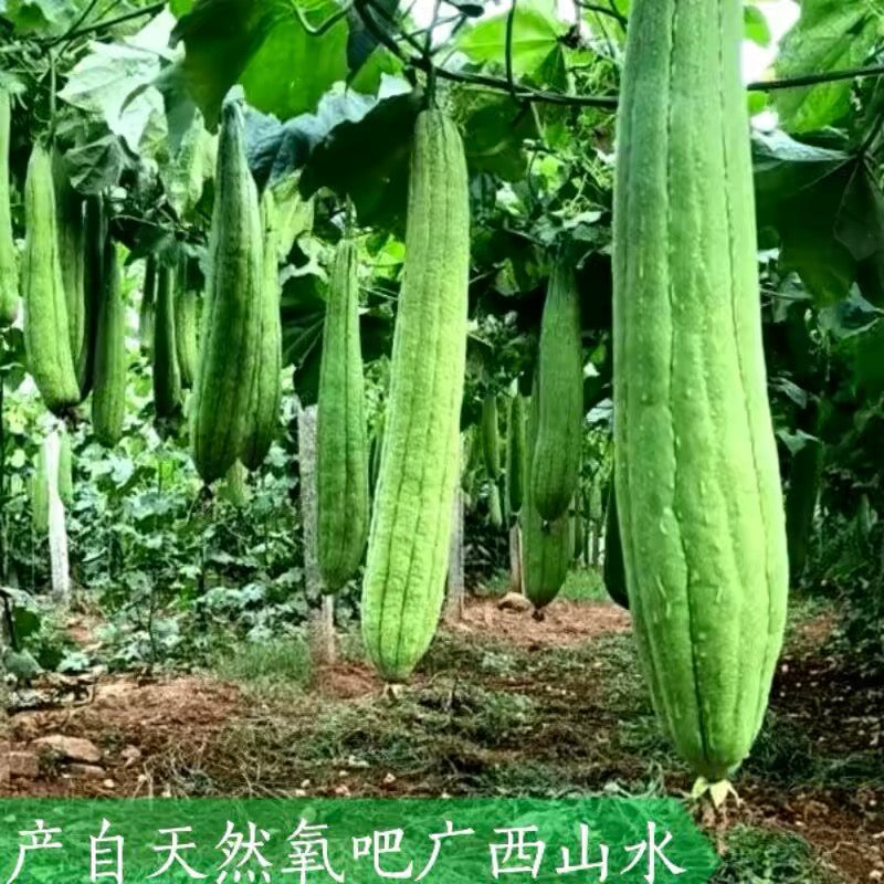 Plant pot washing brush